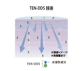 「TEN-DDS」は皮膚のバリア機能として働く液晶構造と近い性質であるため、水溶性成分に浸透を促す。