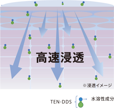 図:TEN-DDSは皮膚のバリア機能(液晶構造)と類似性質のため、水溶性成分を角層へ浸透させることができます。