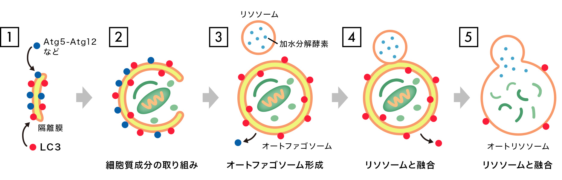 図：オートファジーとは？